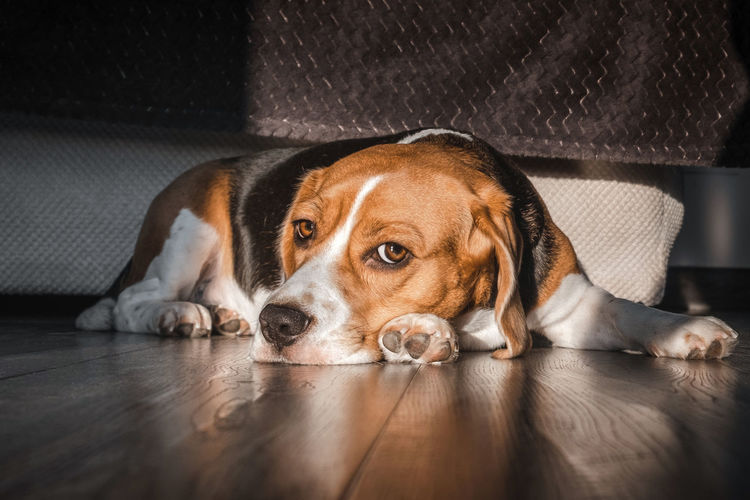 Close-up portrait of dog resting on floor
