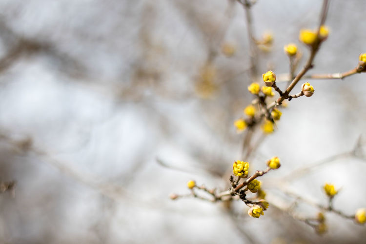 Close-up of yellow flowers on branch