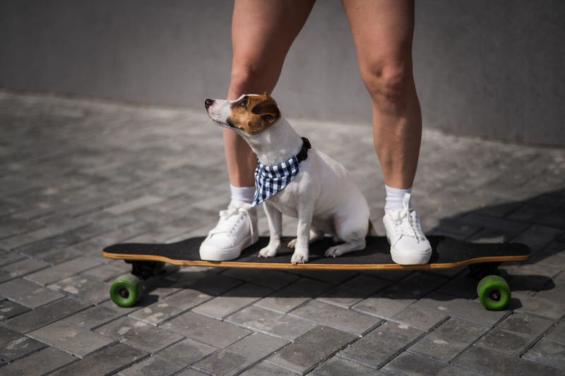 Caucasian woman riding a longboard along with dog jack russell terrier. 