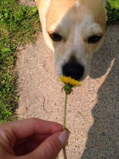 Close-up of hand holding dog