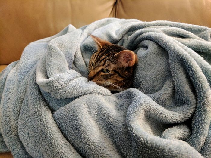 Close-up of cat in blanket