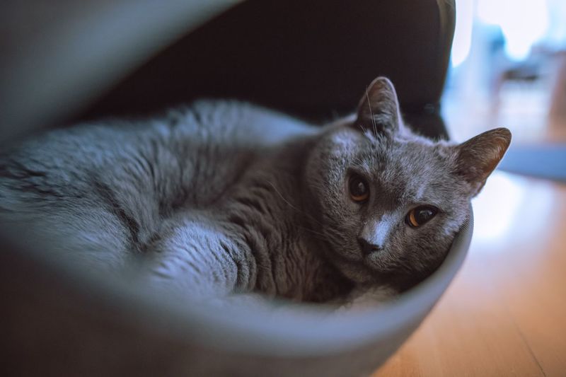 Close-up portrait of cat resting