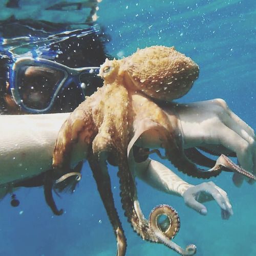 Close-up of octopus on hand