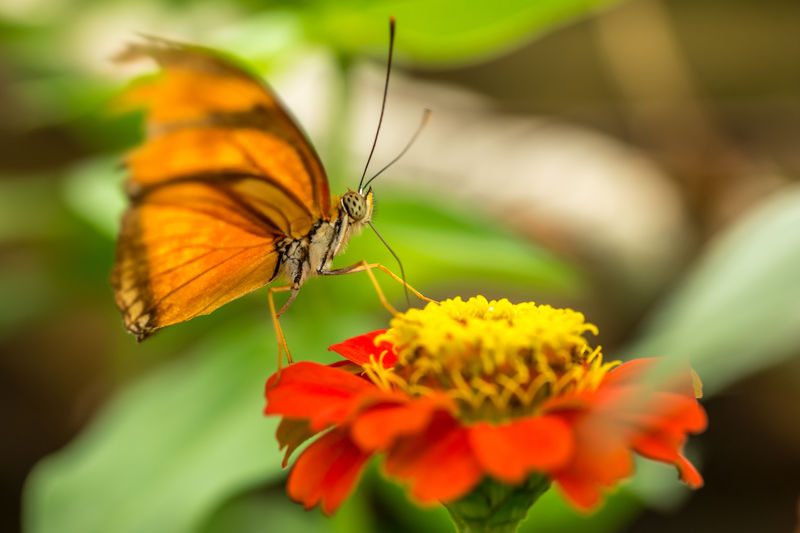 Close-up of butterfly on orange flower at park