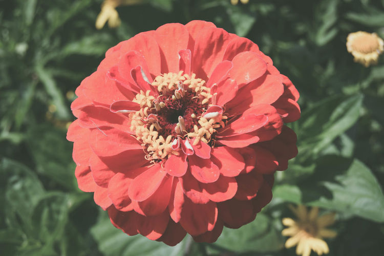 High angle view of red zinnia flower blooming at park