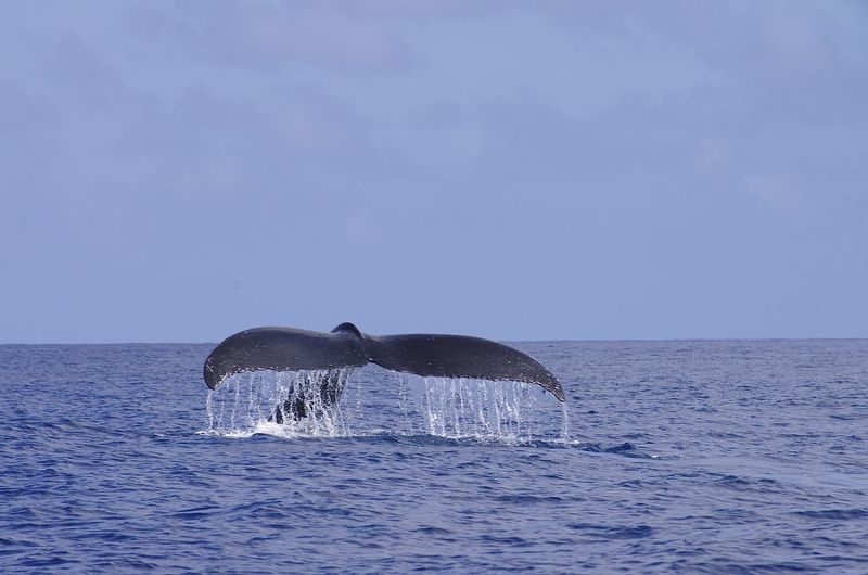 Whale swimming in sea against sky