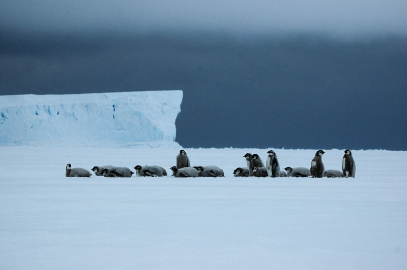 Baby emperor penguins in antarctica. cape washington.