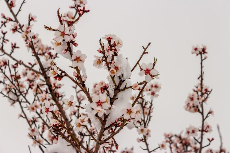 Low angle view of apple blossoms in spring