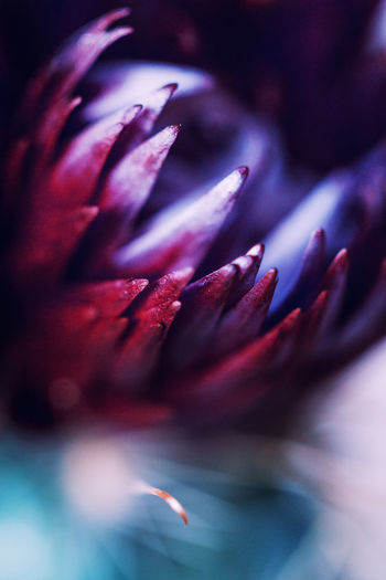 Close-up of a violet cactus flower