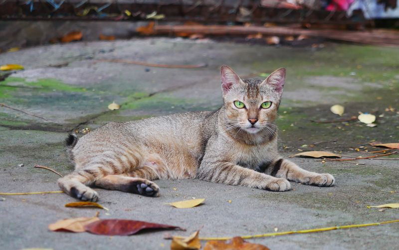 Portrait of a cat lying on street