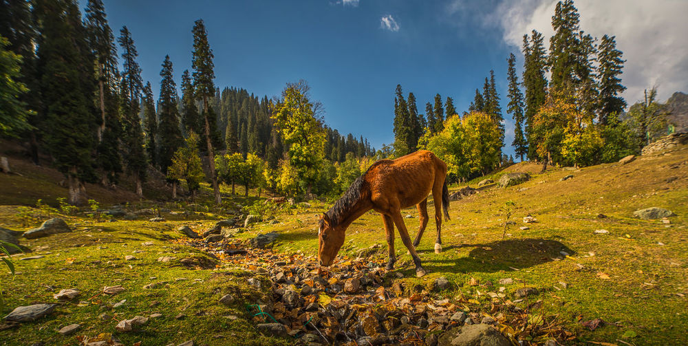 Full length of horse grazing on field