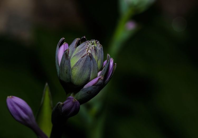 Close-up of purple hosta flowers blooming outdoors