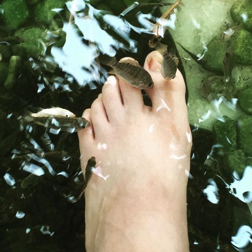 Low section of person having fish pedicure
