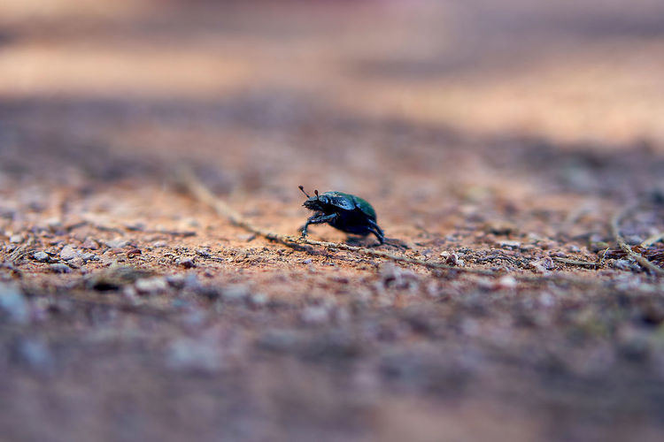 A close up shot of a black beetle