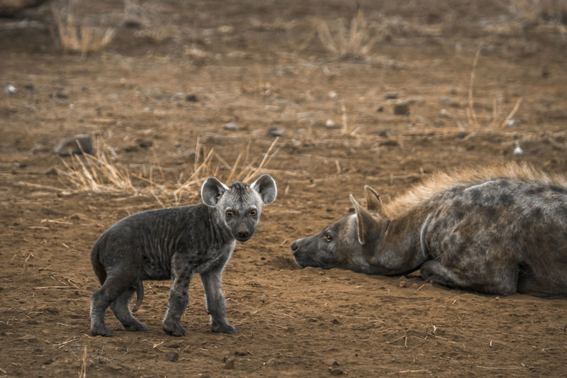 Portrait of hyena on land