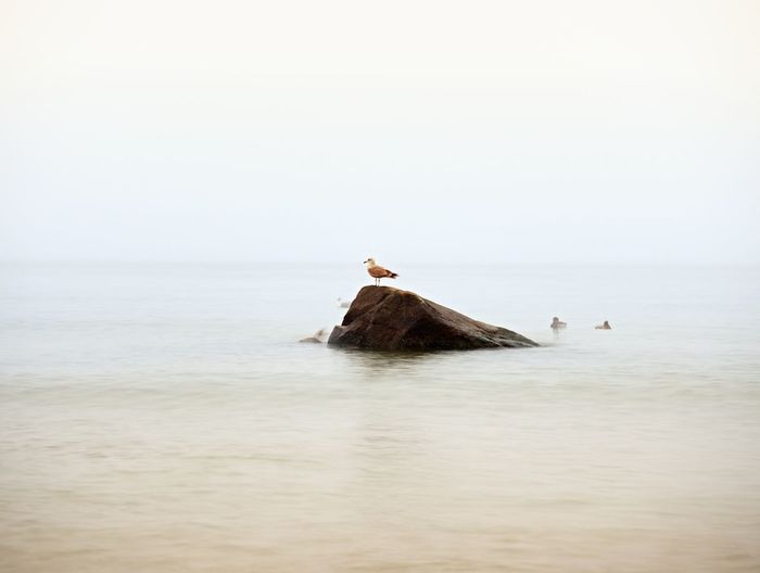 Gull sit on big boulder sticking out from smooth sea. romantic sea. pink horizon with first  rays