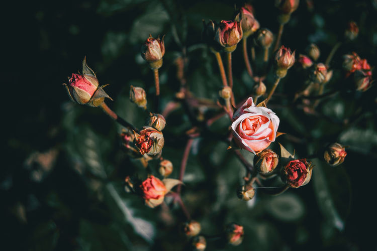 Close-up of red flowering plant