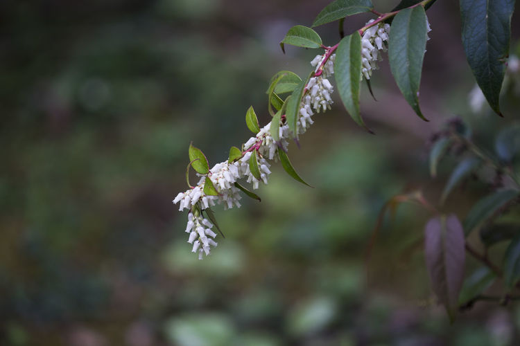 Close-up of white flowers on branch 