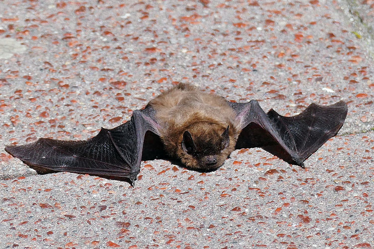Close-up of dead bat on footpath