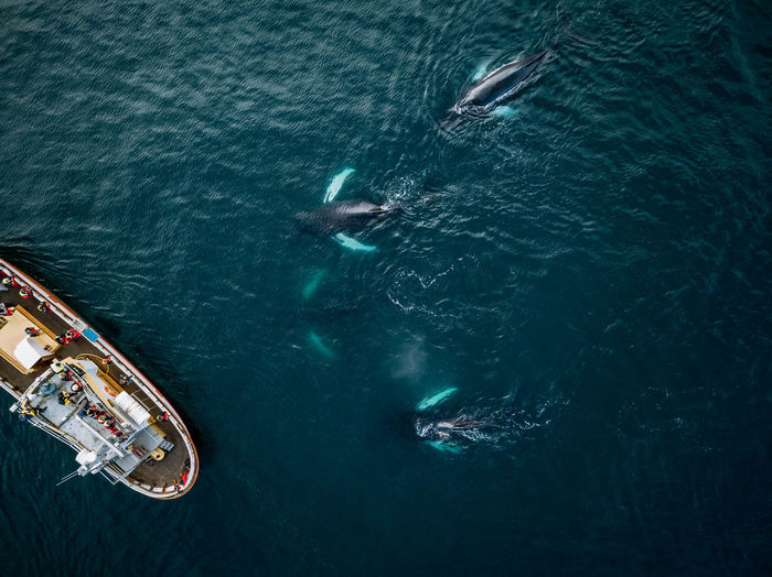 Aerial view of killer whales swimming by boat in sea