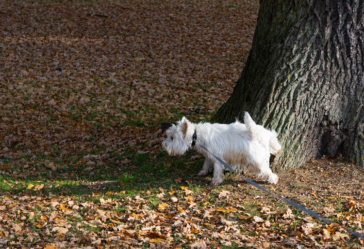 White dog standing on ground
