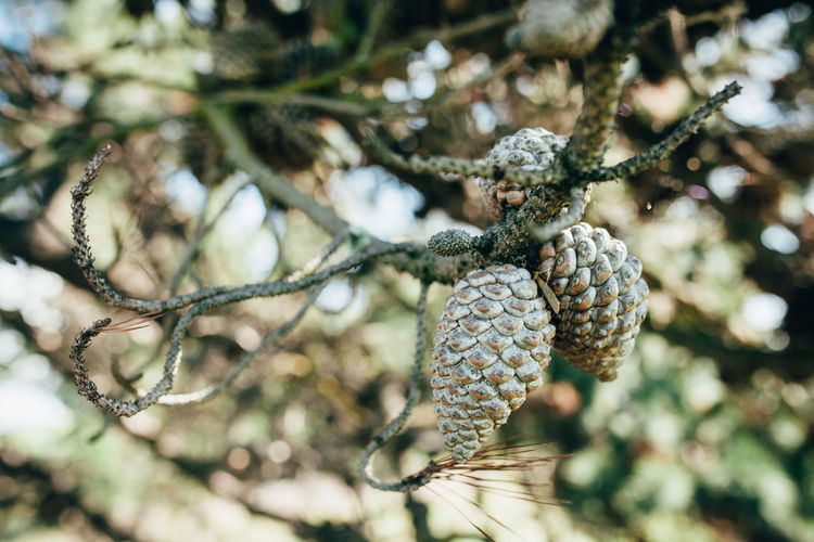 Close-up of pine cones growing outdoors