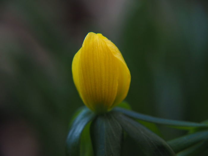 Close-up of yellow flowering plant
