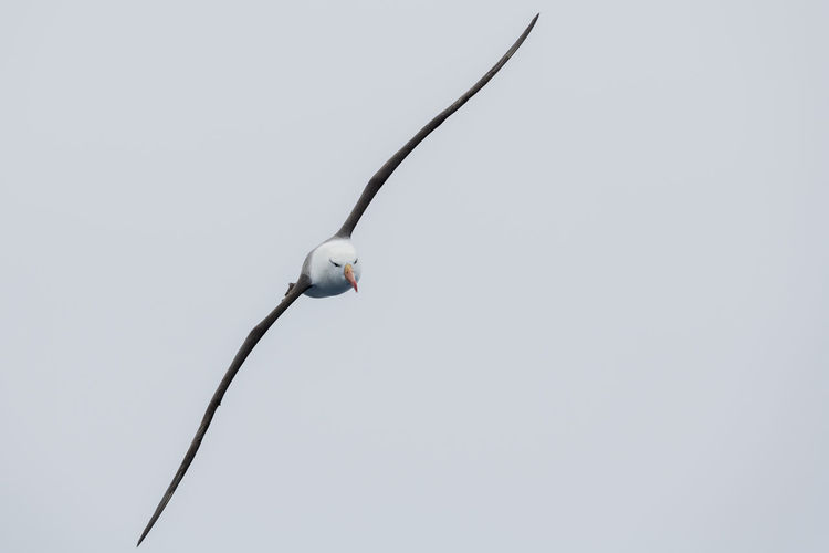 Black-browed albatross, drakes passage