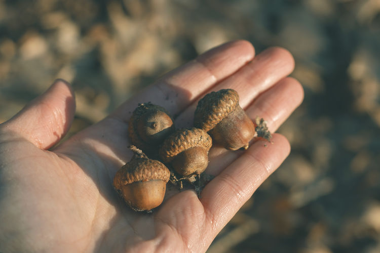 Close-up of person holding acorns in hand