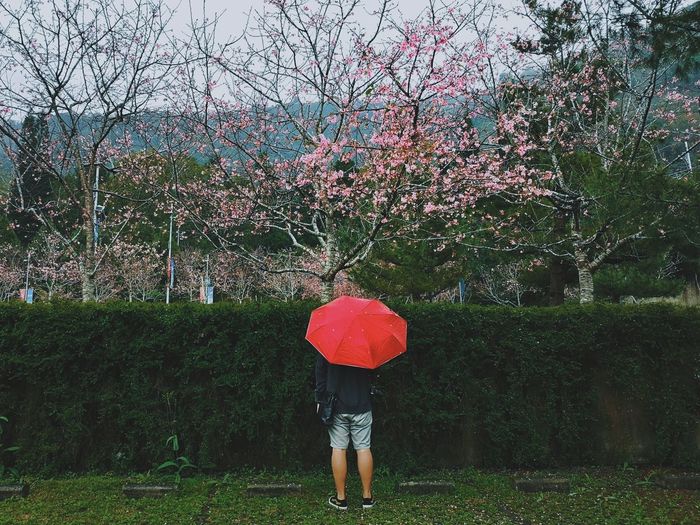 Rear view of woman standing by pink umbrella during rainy season
