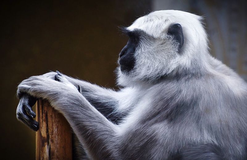 Close-up of gray langur outdoors