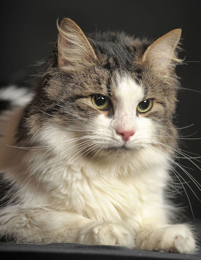 Close-up portrait of a cat