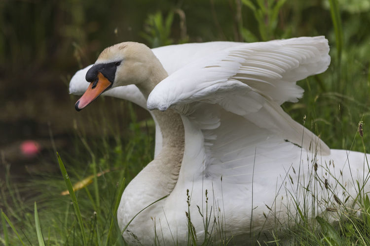 Close-up of swan