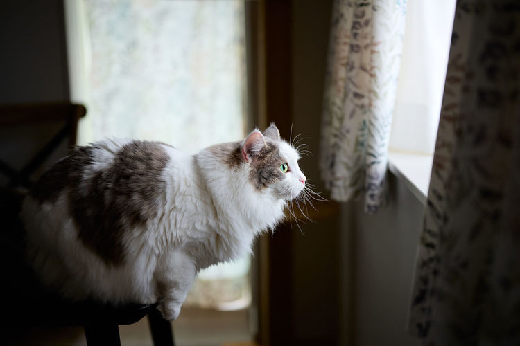 White cat ready to jump towards window