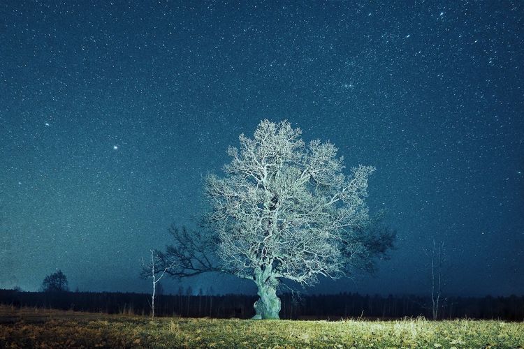 Tree on field against star field