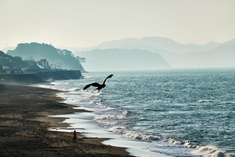 View of birds on beach