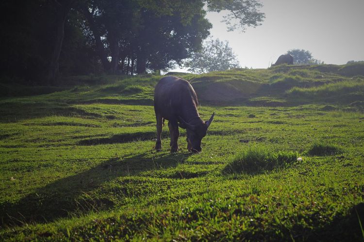 Buffalo bull grazing in a field
