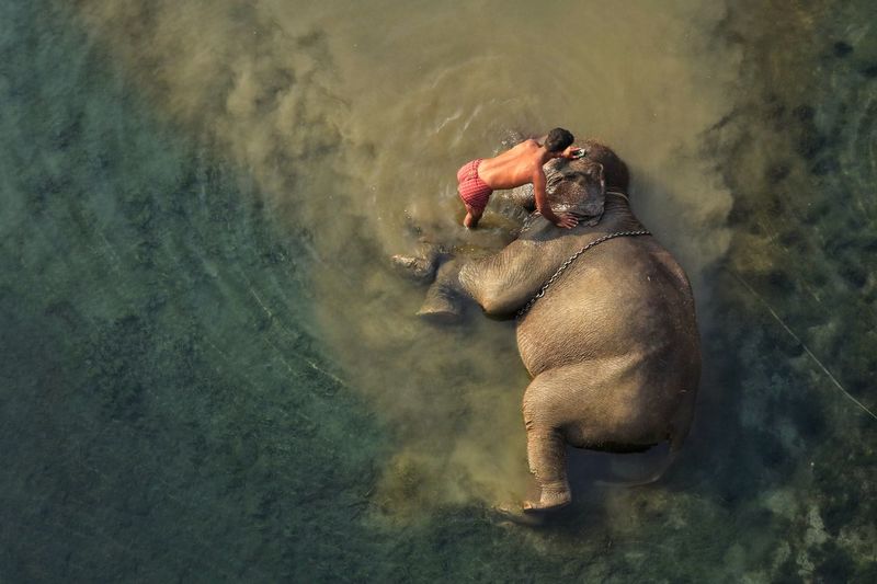 High angle view of elephant taking bath in water with human 