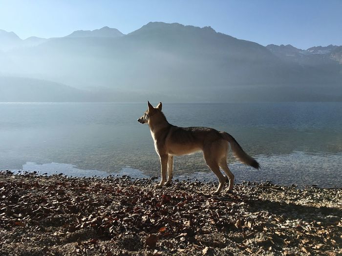 Dog by lake against mountains