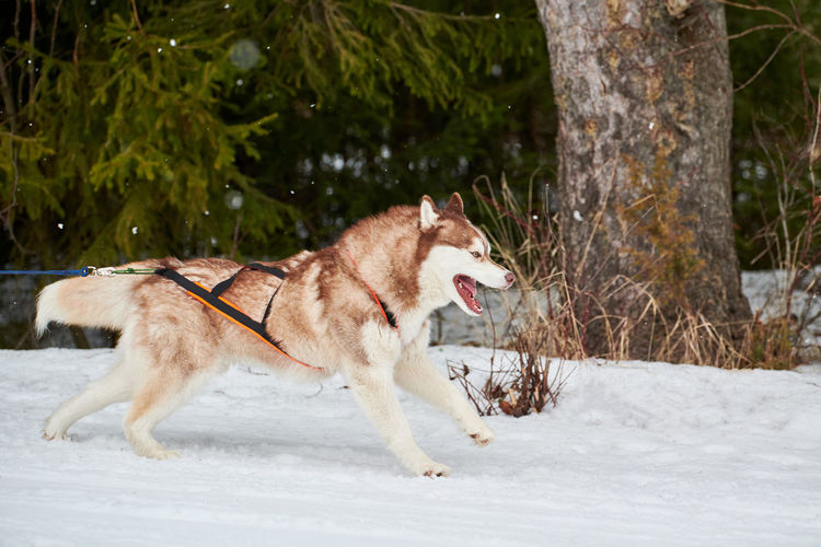 Running husky dog on sled dog racing. winter dog sport sled competition. husky dog in harness