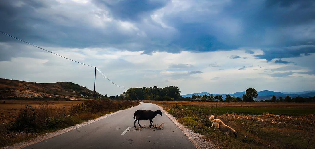 Rear view of dog on road against cloudy sky