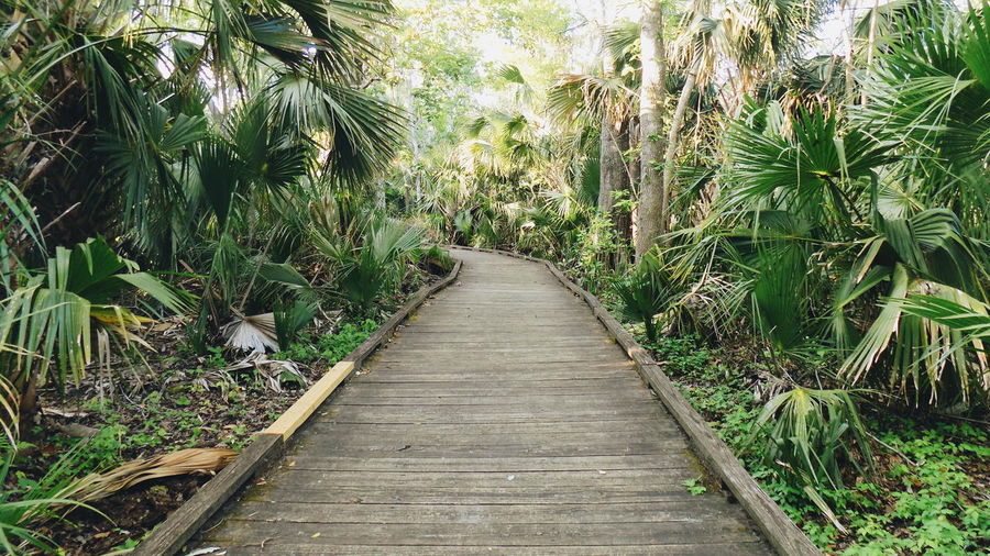 Boardwalk amidst plants and trees