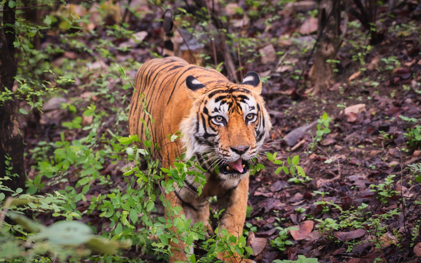 A tiger looking at camera in ranthambhore national park 