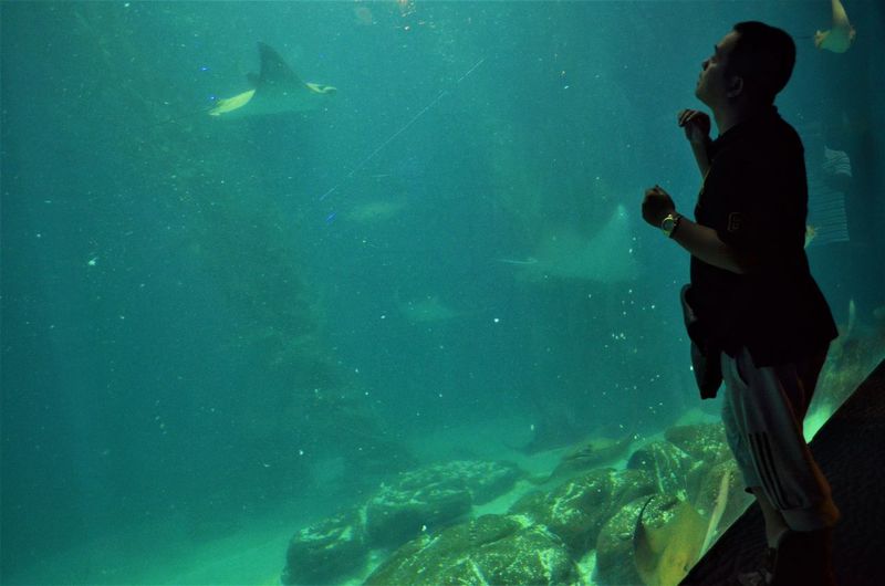 Man looking at fish while standing at aquarium