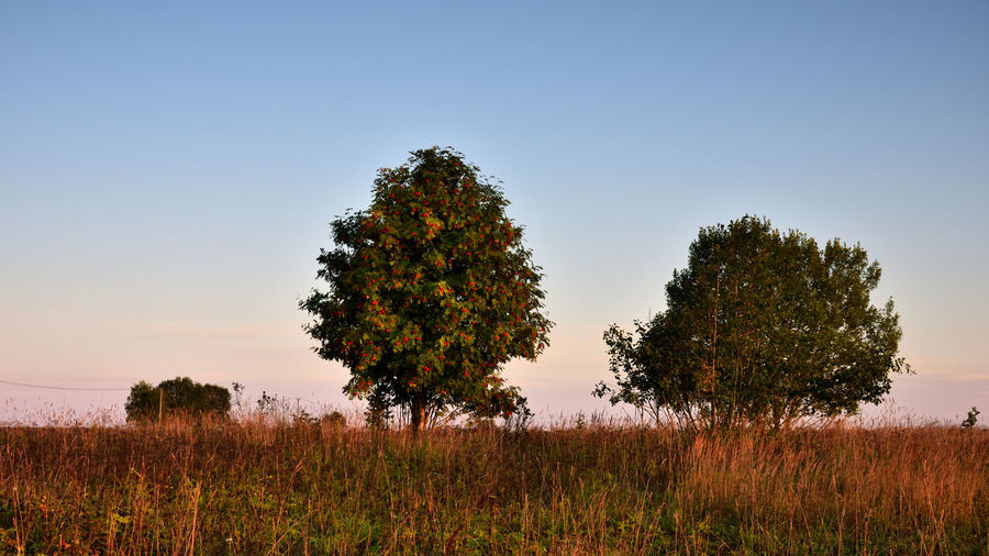 Trees on field against clear sky