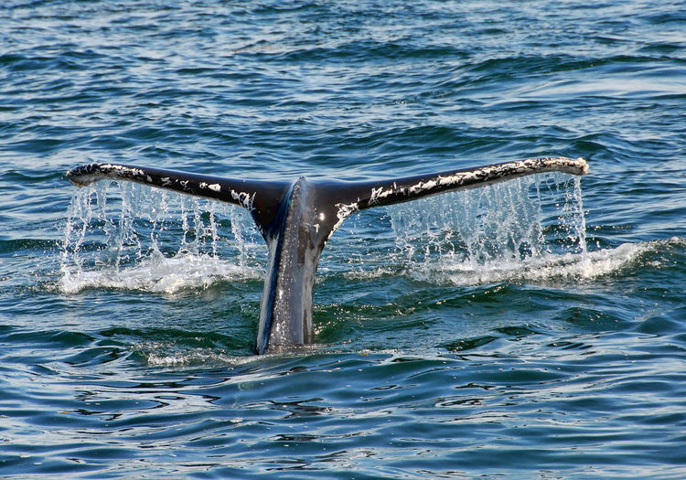 Cropped image of humpback whale diving in sea