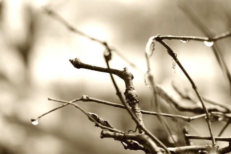 Close-up of plant against blurred background