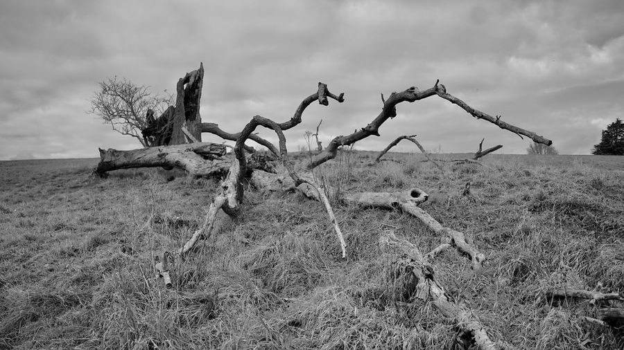 Bare tree on field against sky