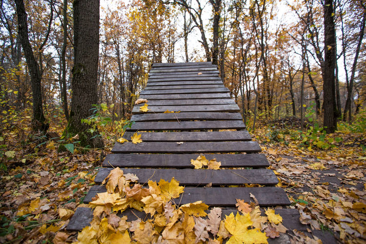 Autumn leaves on wooden staircase in forest