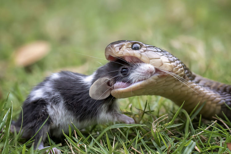 Close up of snake eating rat